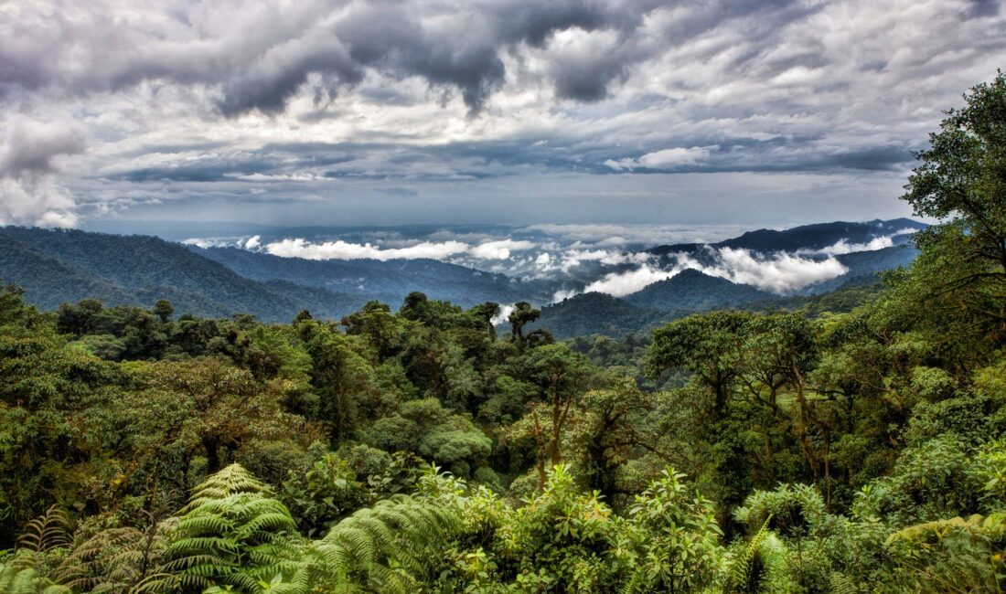 Basic information about the Central American rainforest