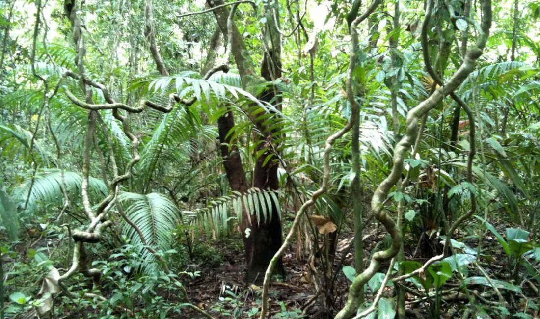 Basic information about the Congo Basin rainforest in Central Africa