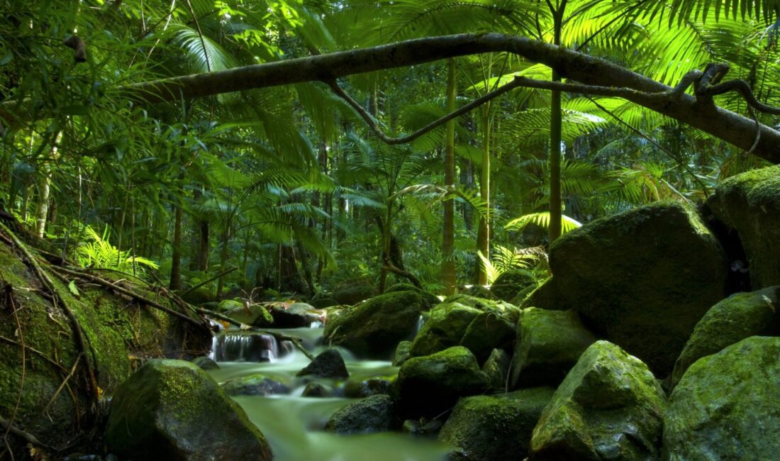 Basic information about the Daintree rainforest in Australia