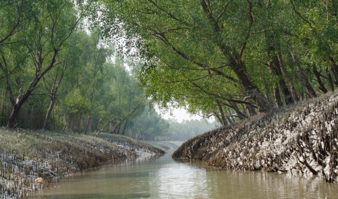 Basic information about the Sundarbans mangrove forest in Bangladesh and India