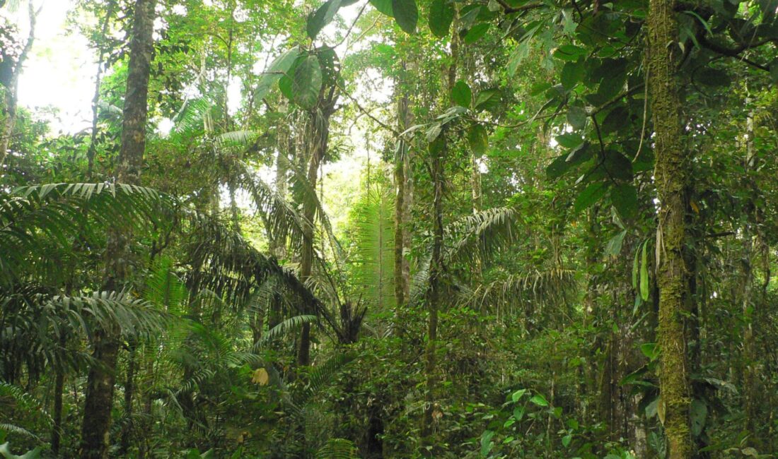 How to move invisible in the rainforest?