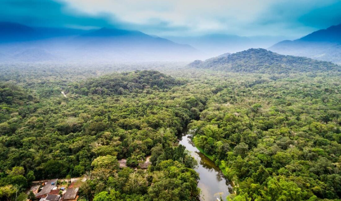 Name the rainforest that is so big that the UK