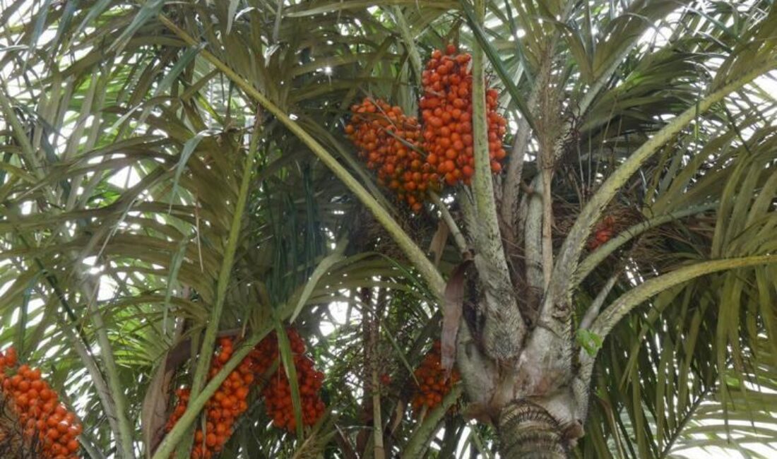 What are eat-able plants in the rainforest?