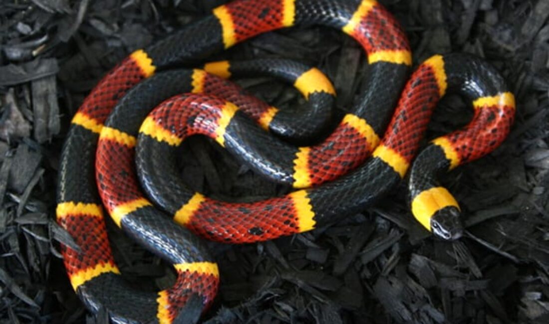 How to recognize a coral snake?