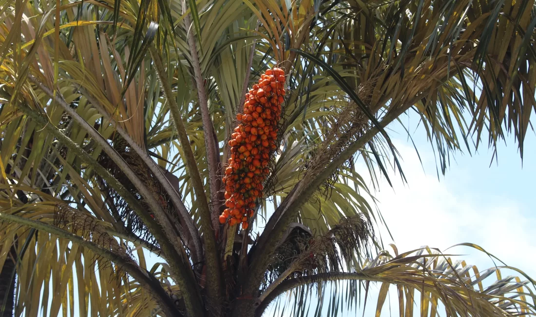 What is the Awara palm?