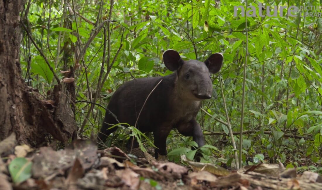 What to do if you encounter a tapir in the rainforest?