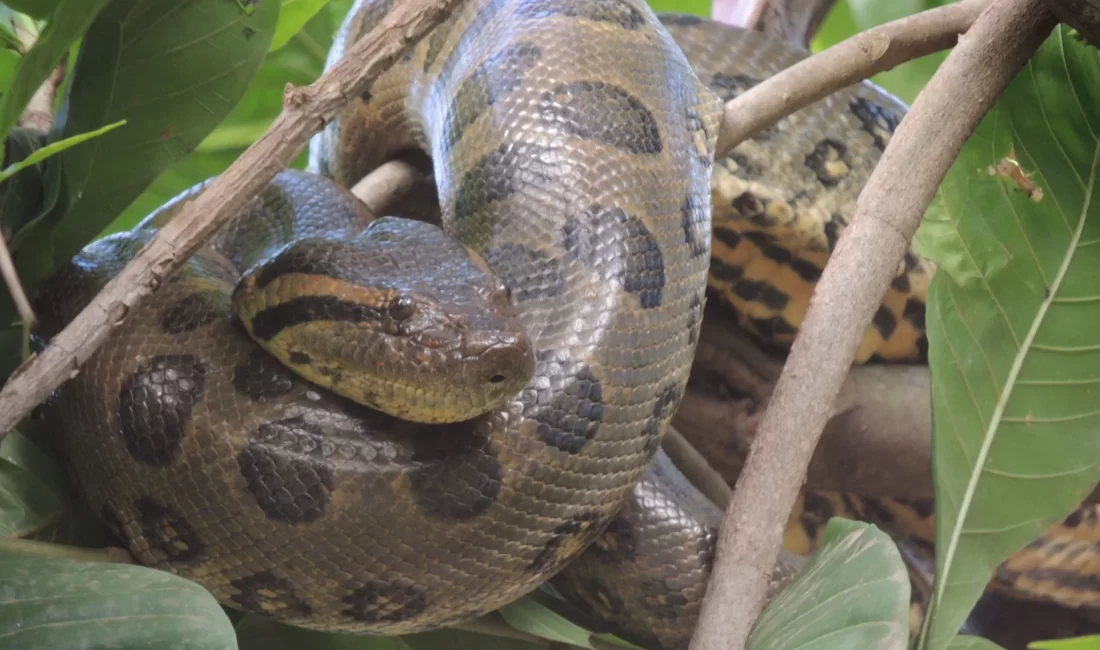 What to do if you encounter an anaconda in the rainforest?