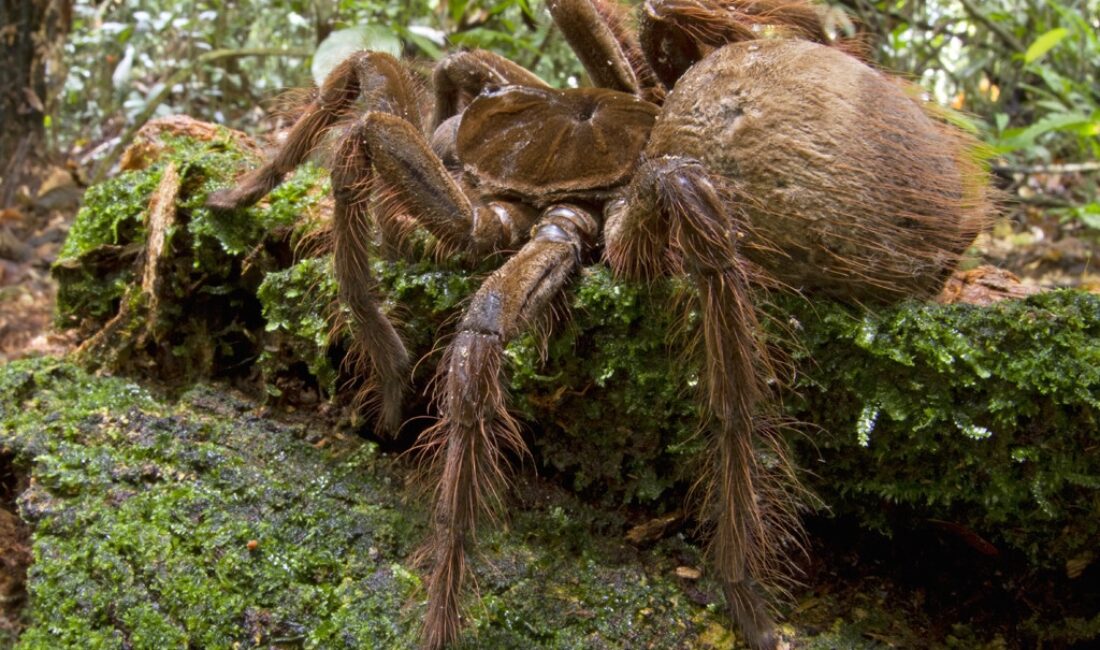 What to do if you encounter an goliath birdeater spider in the rainforest?