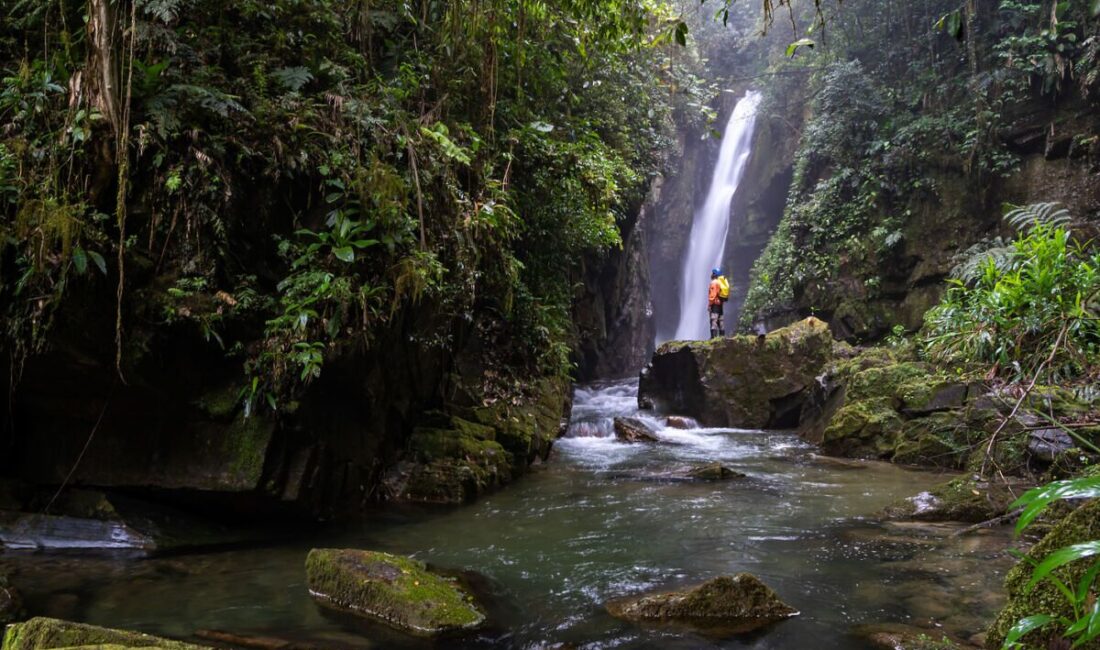 What is the Atlantic Forest?