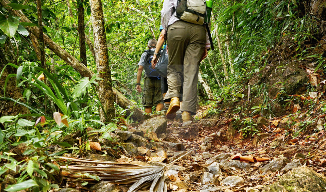 Jungle First Aid Kit Essentials: Be Prepared for the Unexpected